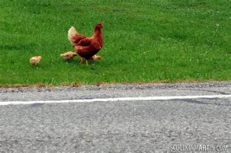 Image: Descubre la Experiencia de Juego del Camino del Pollo en España